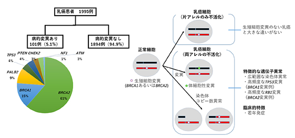遺伝性乳癌の遺伝学的 臨床学的特徴を解明 Brca1 2 変異乳癌は両アレルの不活化の有無により異なった特徴を持つ 京都大学