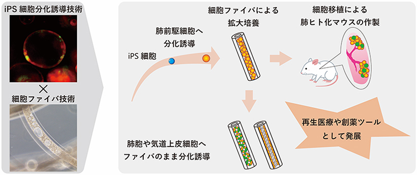Newsletter Vol 17 Center For Ips Cell Research And Application Kyoto University