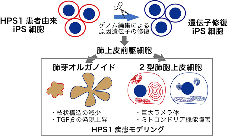 ニュース 京都大学医学部附属病院