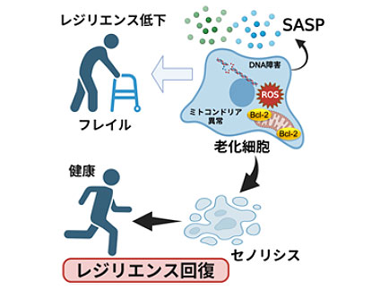 老化細胞除去の新規治療法開発に成功―加齢性疾患への実用化に期待